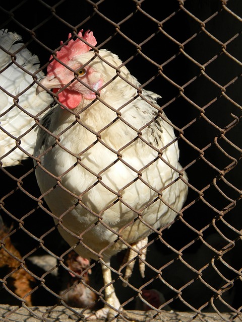 费耶诺德主帅：如果你能在圣西罗淘汰米兰，你就可以感到自豪.